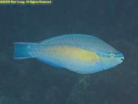 parrotfish