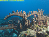 brown tube sponge