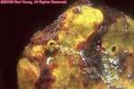 longlure frogfish