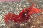 red snapping shrimp