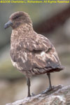 skua