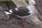 kelp gull on nest