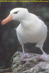 black-browed albatross
