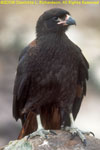 striated caracara