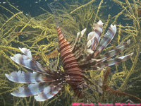 lionfish