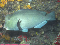 bumphead parrotfish