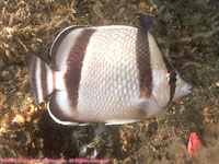 three-banded butterfly fish