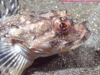 sculpin