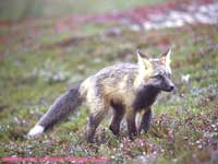 arctic cross fox