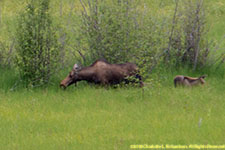 cow moose and calf