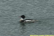 red-breasted merganser