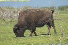 wood bison