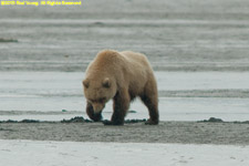 bear digging for clams