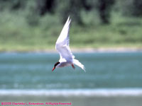 arctic tern