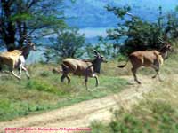 Three Elands
