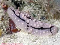 Phyllidiopsis shireenae