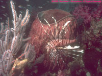 barrel sponge and lionfish