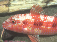 spotted goatfish (night)