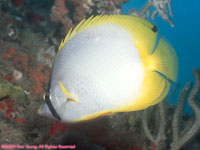spotfin butterfly fish