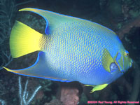 queen angel fish